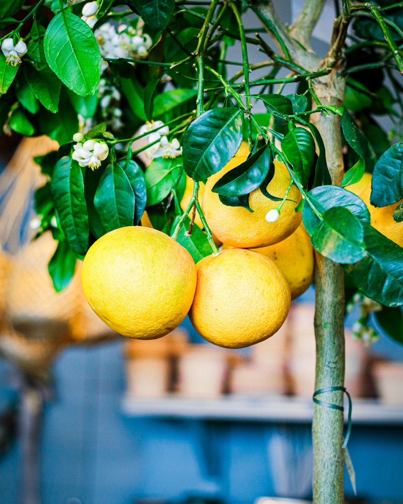 Grapefruit tree at Orangeri Fägring in Lidköping Sweden