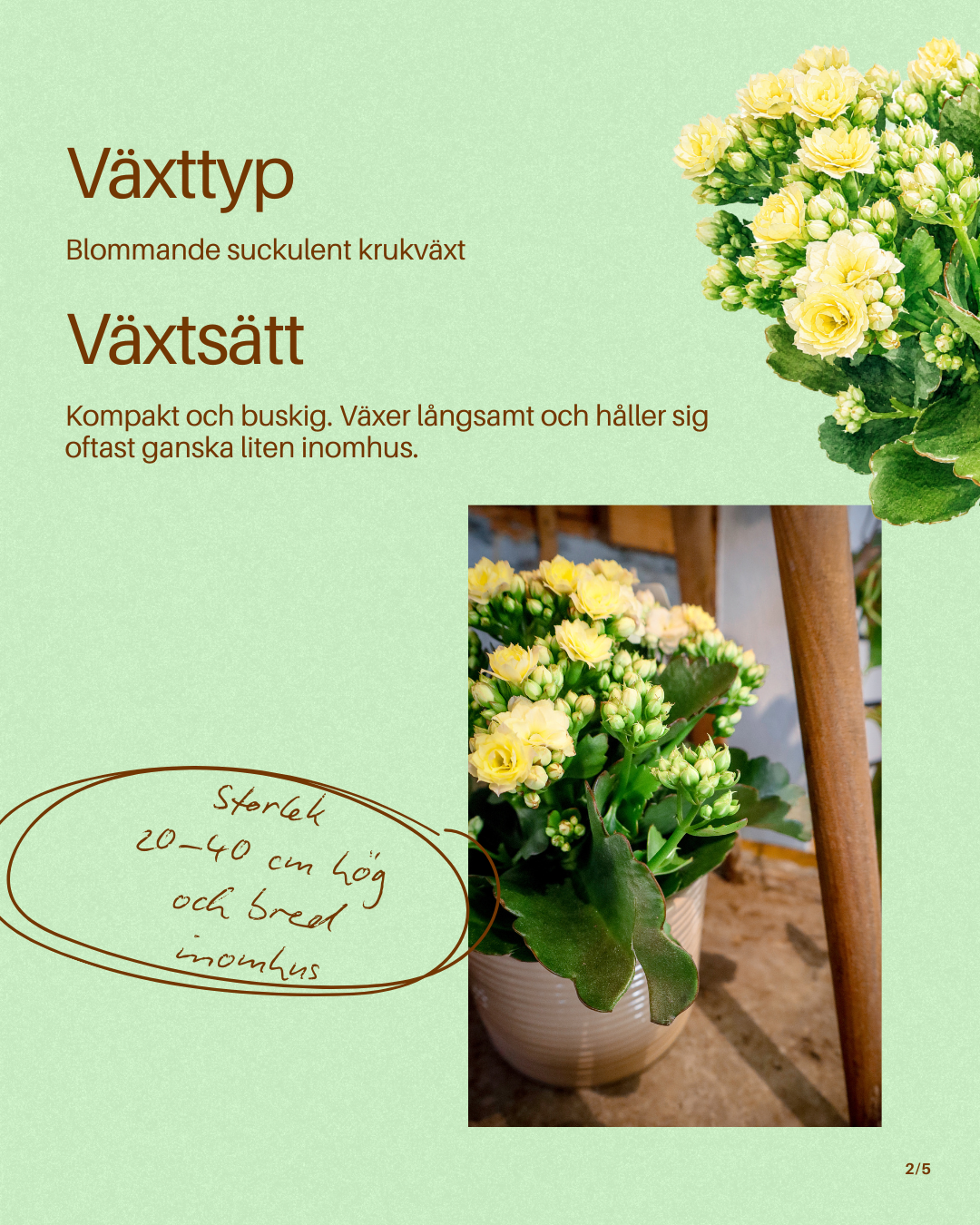 Växtguide skapad för Interflora Johannebergs sociala medier
