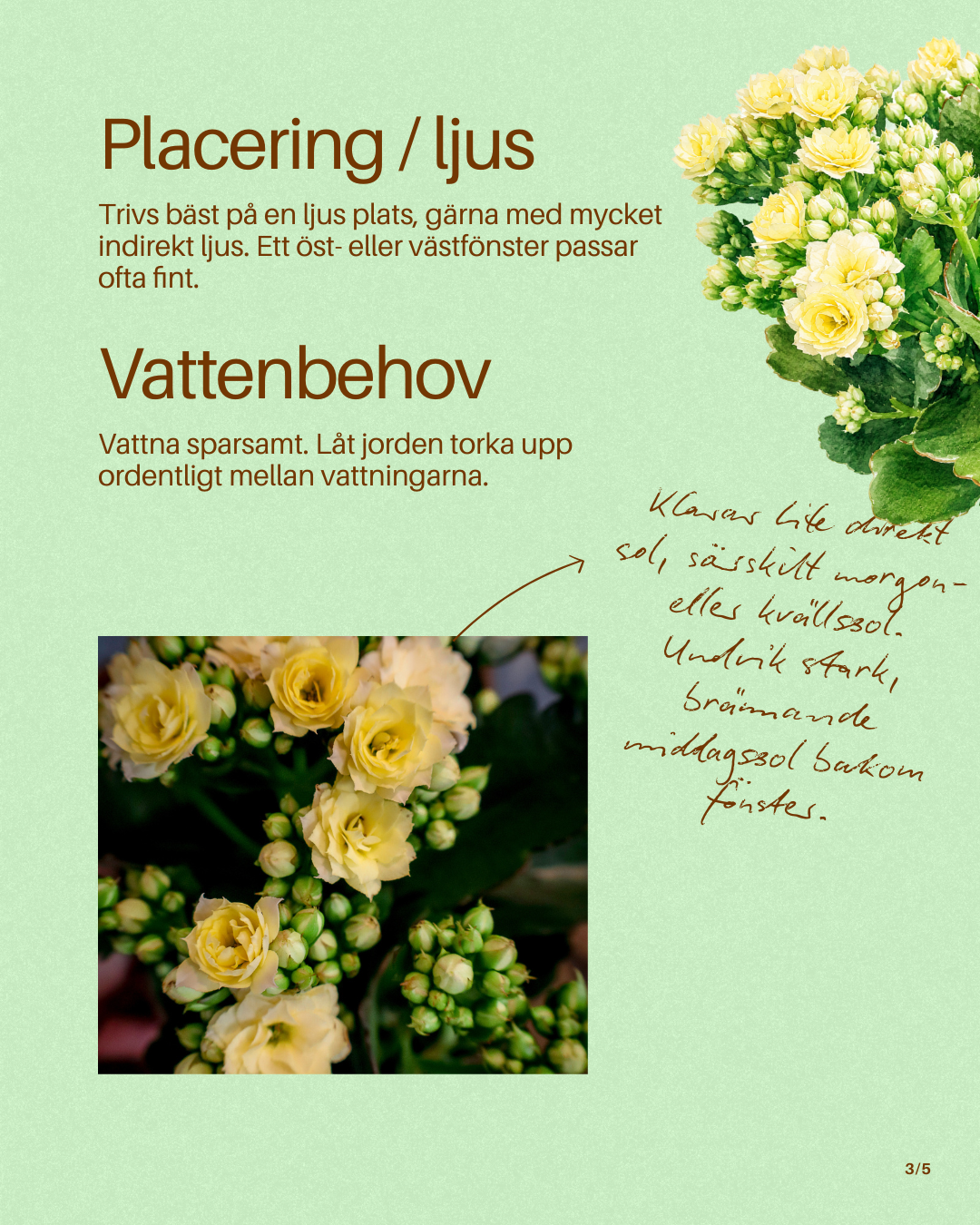 Växtguide skapad för Interflora Johannebergs sociala medier