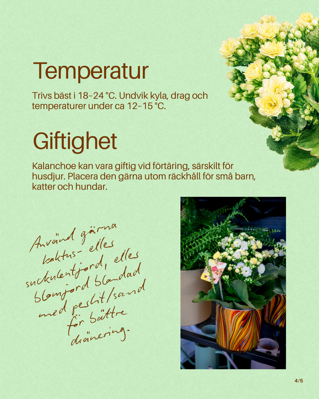 Växtguide skapad för Interflora Johannebergs sociala medier
